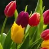 .Tulip. thumbnail