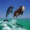 OceanBlue thumbnail