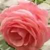 sirivalli.t thumbnail