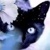 blackkitty thumbnail