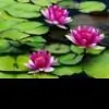 Lipika94 thumbnail