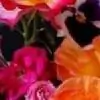 anu023 thumbnail