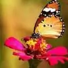 _Tiara_ thumbnail
