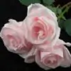 AnjanaReddy Thumbnail
