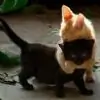 sampada_Taarey thumbnail