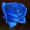 taararose thumbnail