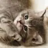 _TheBlackRose_ thumbnail