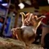 shrutijest. thumbnail