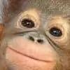 smala thumbnail