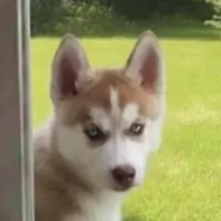 Abena Motianim Thumbnail