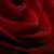-Rose- Thumbnail