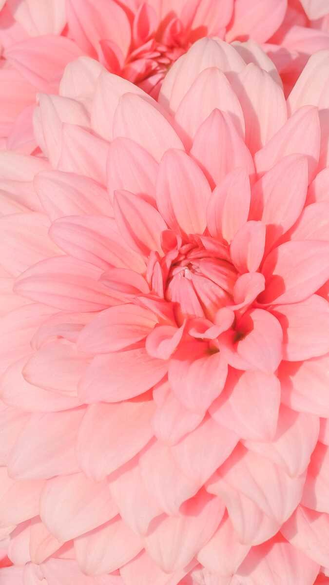 Pink Dahlia24406_rectangle_20220525_084512_486_8.jpg