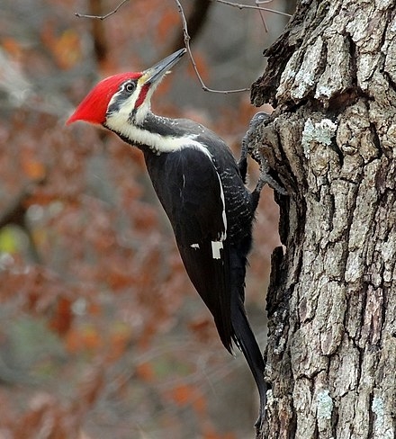 PileatedWoodpeckerFeedingonTree,_crop.jpg