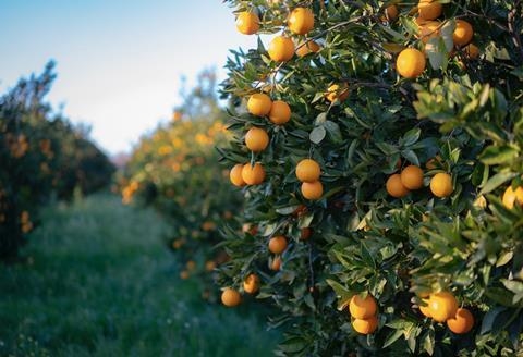 Fruit Orchards as Investment 