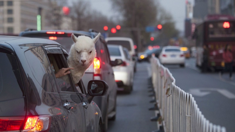 angry alpaca car.jpg