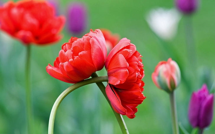 hugging-tulips-pink-and-purple-tulips-wallpaper-preview.jpeg